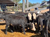 Heifers 7.jpg