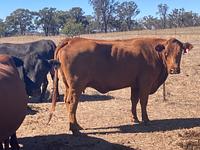 PTIC Cows 15.jpg
