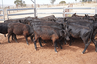Unweaned Heifers 4.jpg