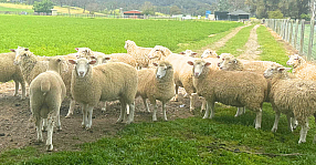 Sheep Sale Friday image