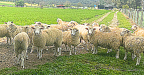 Sheep Sale Friday image