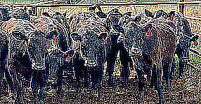 Cattle image