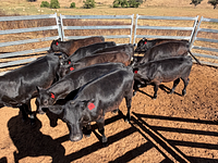 10 Mixed Sex Backgrounders 2.jpg