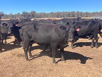 PTIC Cows 5.jpg