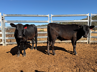 10 Mixed Sex Backgrounders 10.jpg