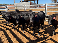 10 Mixed Sex Backgrounders 3.jpg