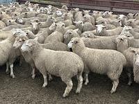 Feedlot Lamb 14.JPEG