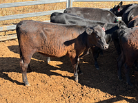 10 Mixed Sex Backgrounders 13.jpg