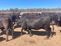 PTIC Cows 4.jpg