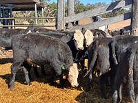 Heifers 12.jpg