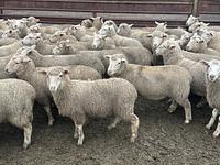 Feedlot Lamb 15.JPEG