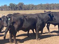 PTIC Cows 13.jpg