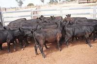 Unweaned Heifers 11.jpg