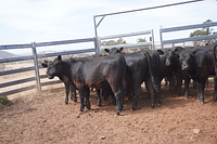 Unweaned Heifers 10.jpg