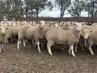 Feedlot Lamb 12.JPEG