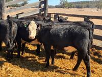 Heifers 6.jpg