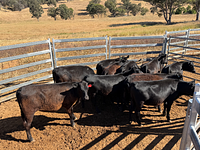 10 Mixed Sex Backgrounders 12.jpg