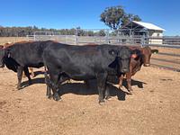 PTIC Cows 16.jpg