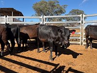 10 Mixed Sex Backgrounders 5.jpg