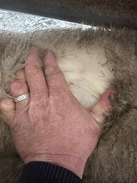 Feedlot Lamb 17.JPEG