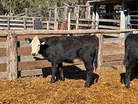Heifers 4.jpg